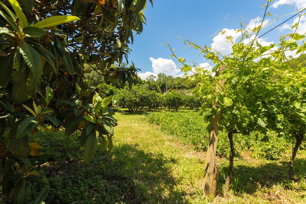 Konavle Apartments Zlatovisce Gruda Exteriör bild